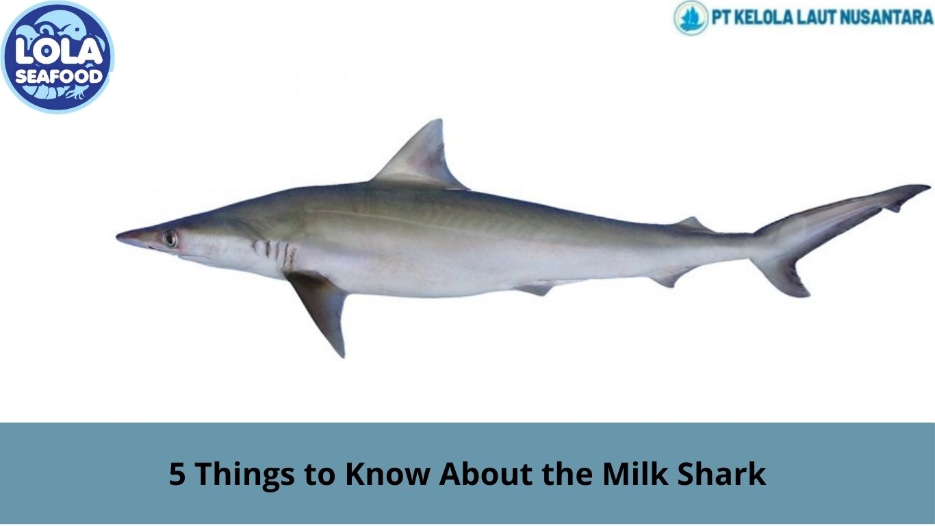 5 Things to Know About the Milk Shark